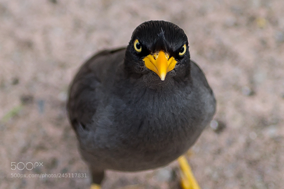 Nikon D3S sample photo. Angry bird photography