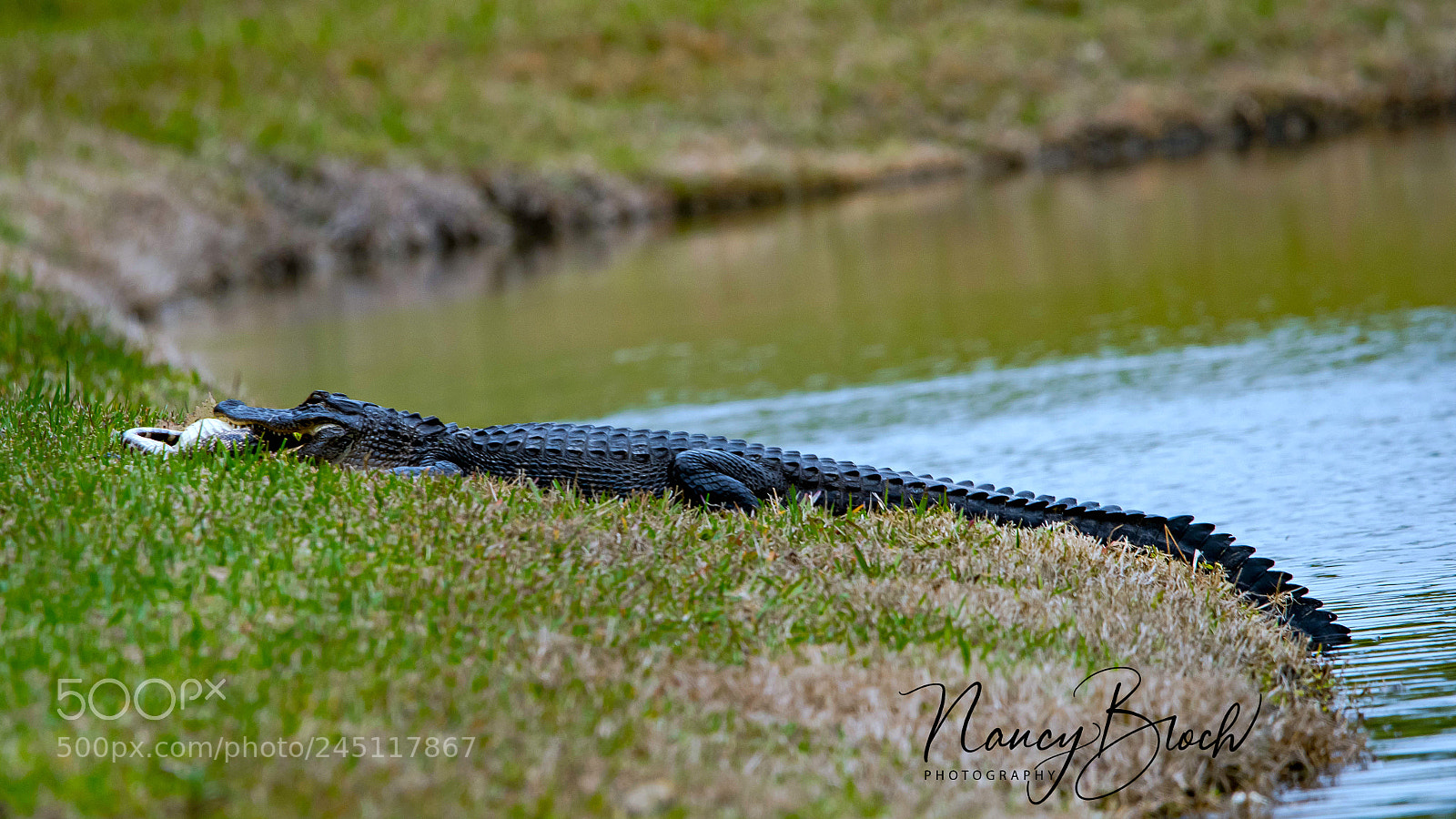 Nikon D500 sample photo. Gator bites gator eating photography