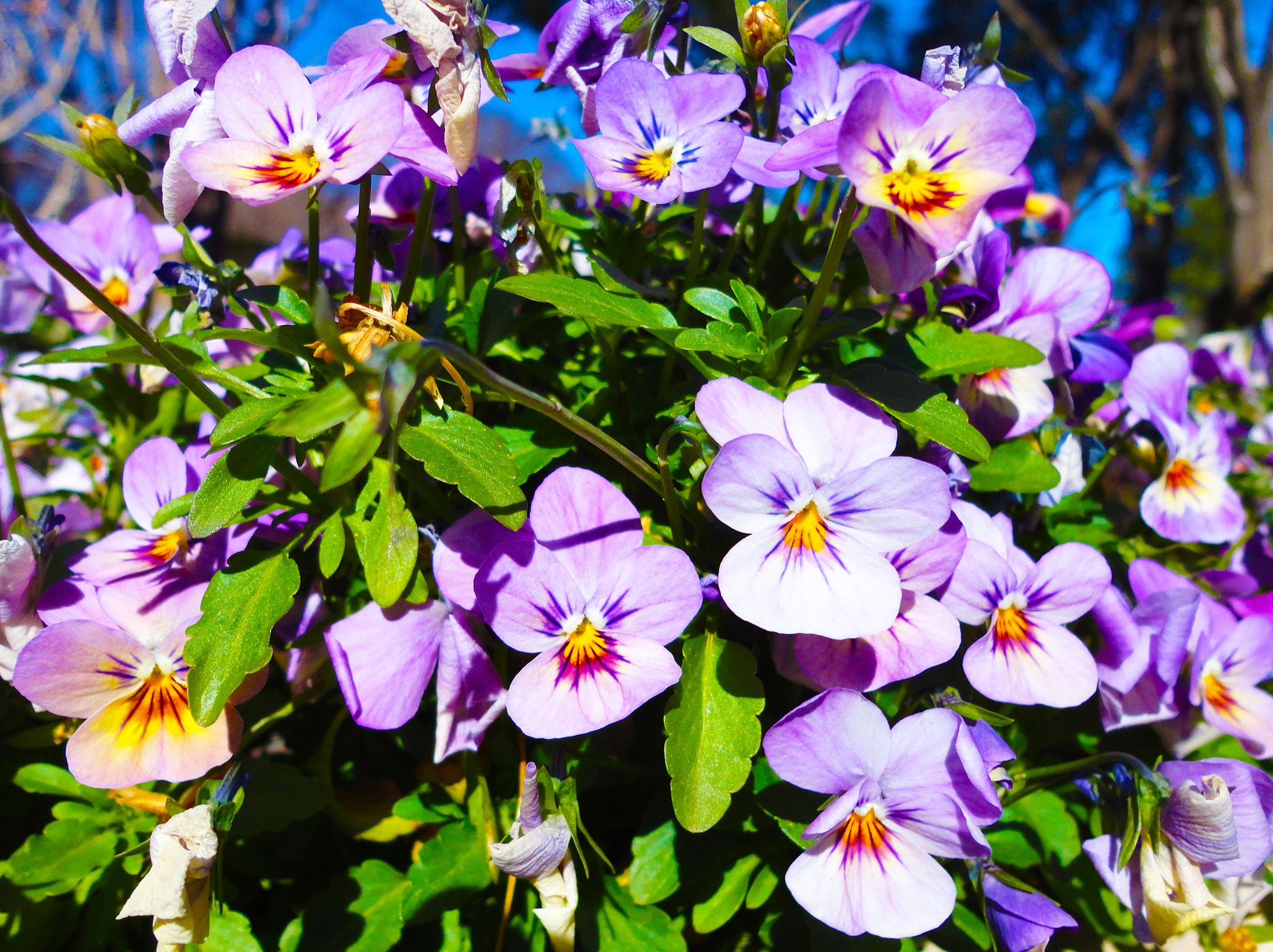Sony DSC-W580 sample photo. Violet flower at botanical gardens photography