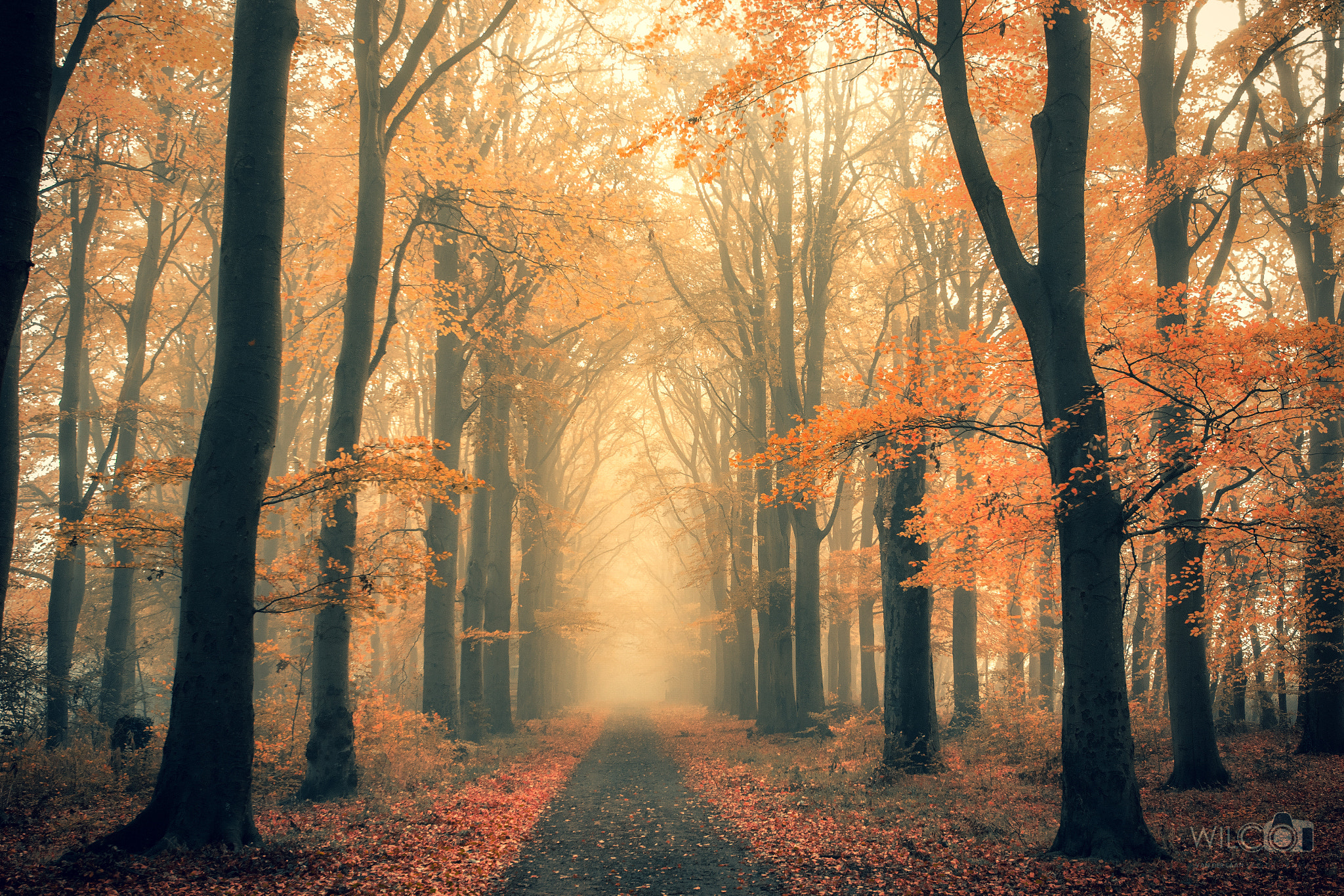 Black trees by Wilco van der Laan Fotografie / 500px