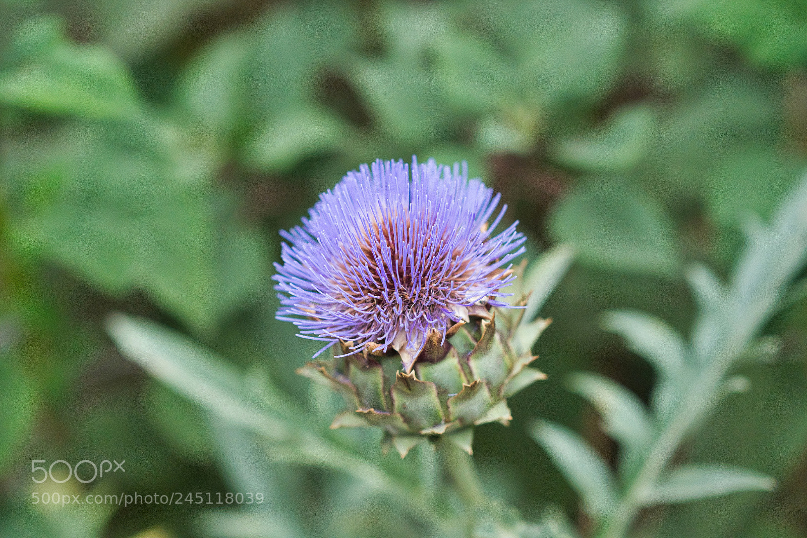 Sony a9 sample photo. You're indestructible photography