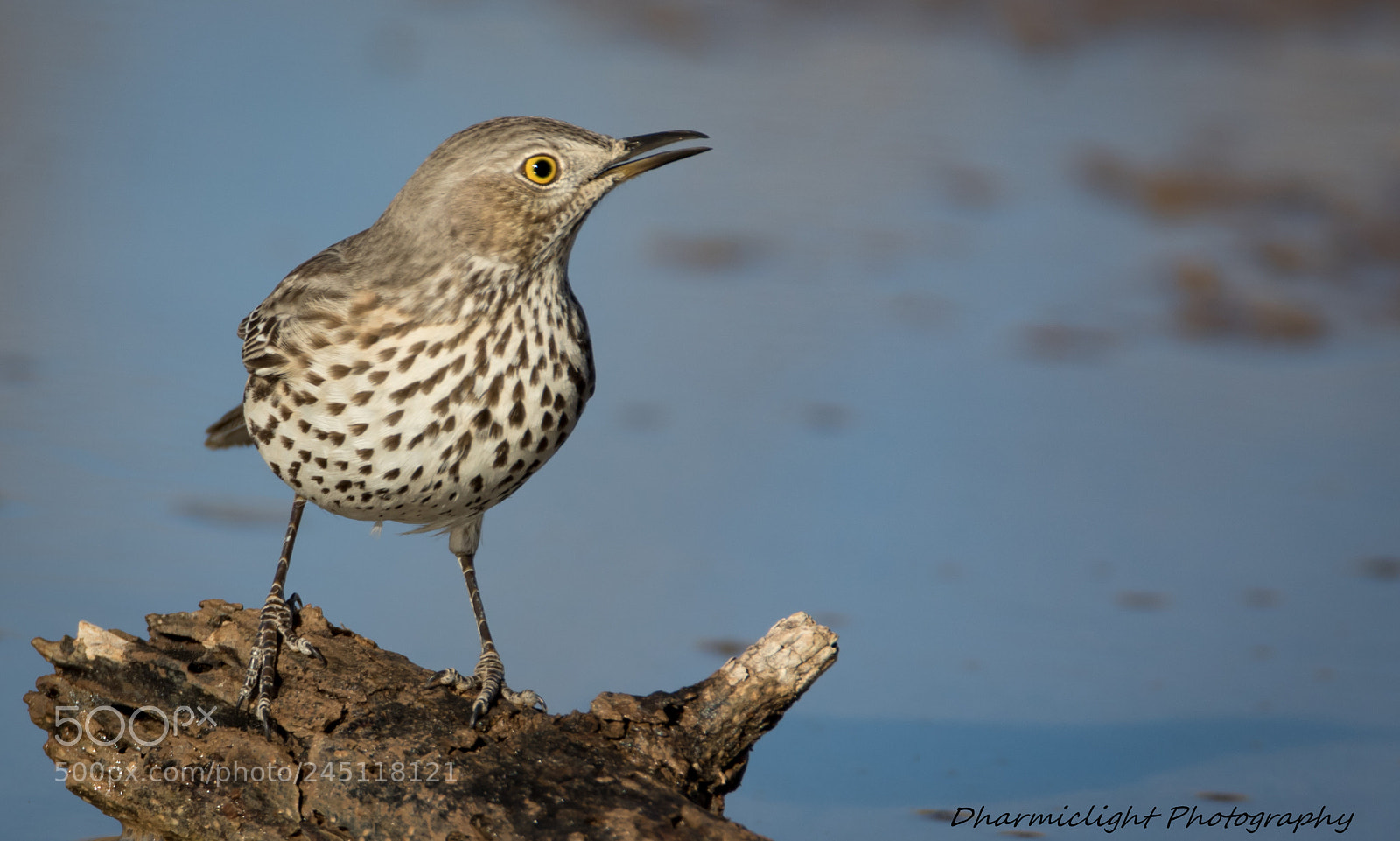 Canon EOS 7D Mark II sample photo. Sage thrasher photography