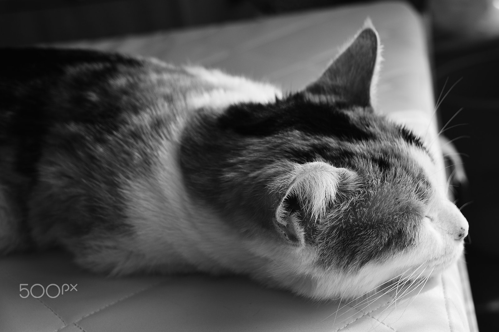 Sigma 18-250mm F3.5-6.3 DC Macro OS HSM sample photo. Remembrance photography