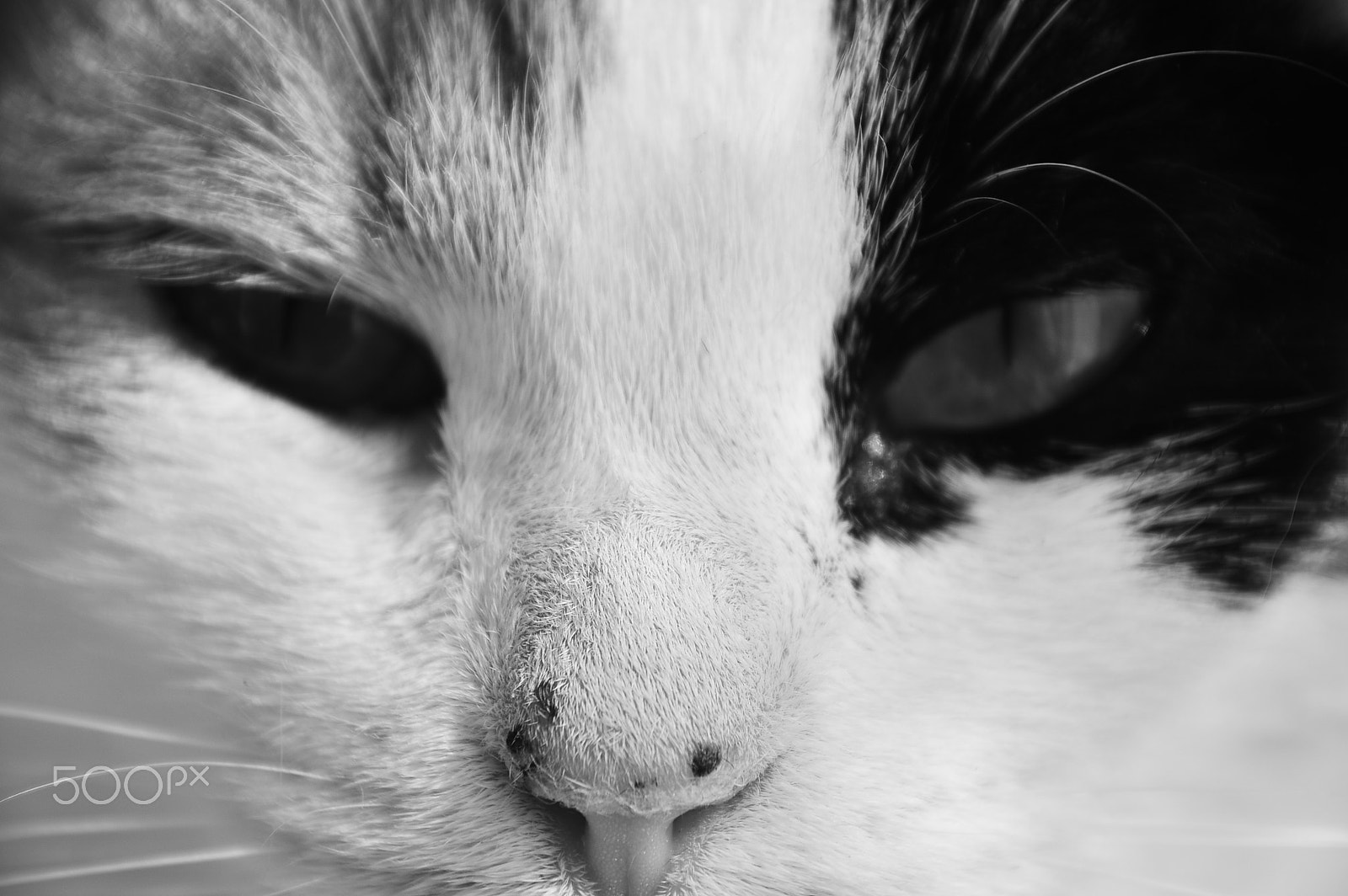 Sigma 18-250mm F3.5-6.3 DC Macro OS HSM sample photo. Through my eyes photography