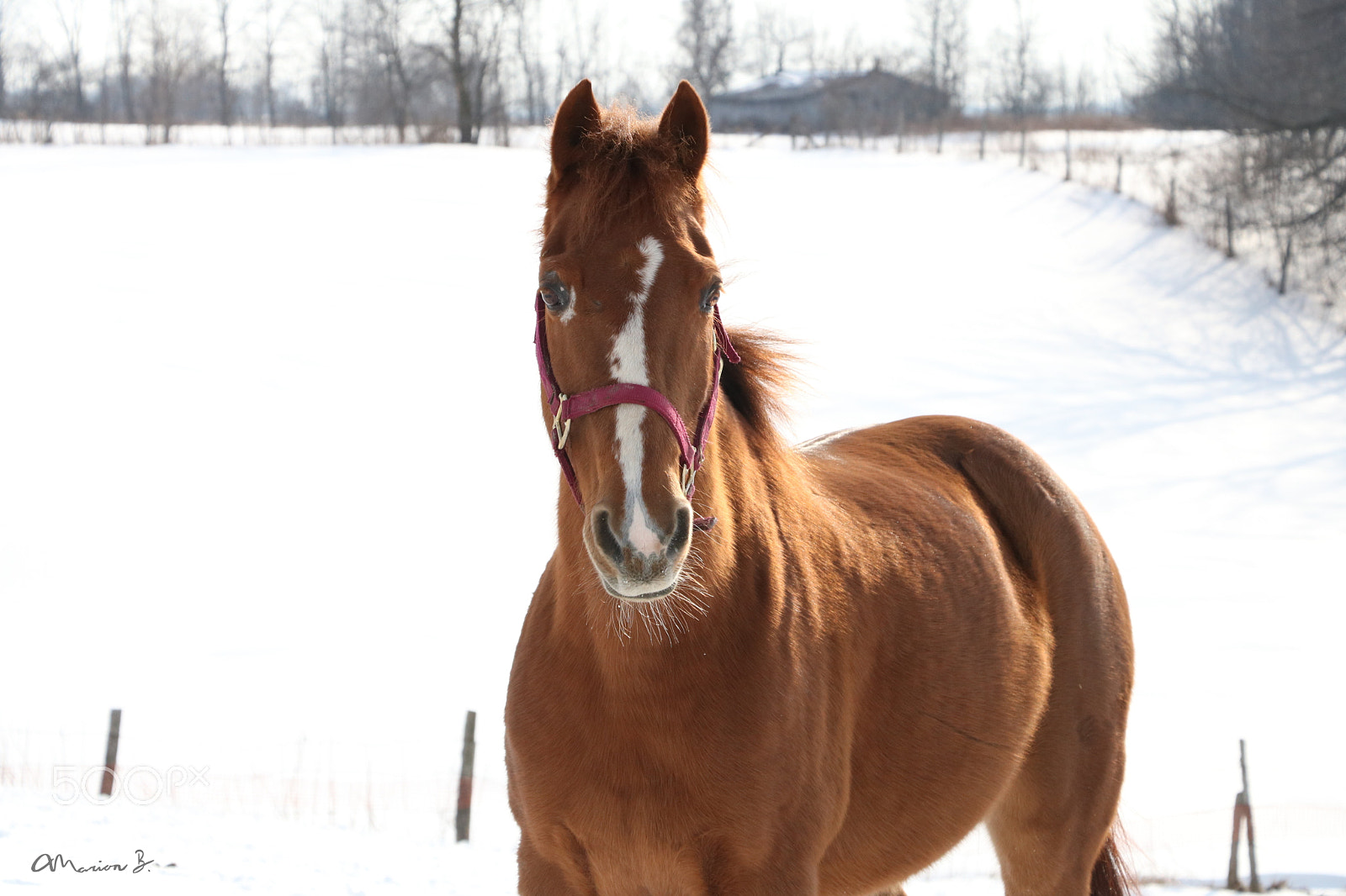 Canon EOS 750D (EOS Rebel T6i / EOS Kiss X8i) sample photo. Edgar! photography