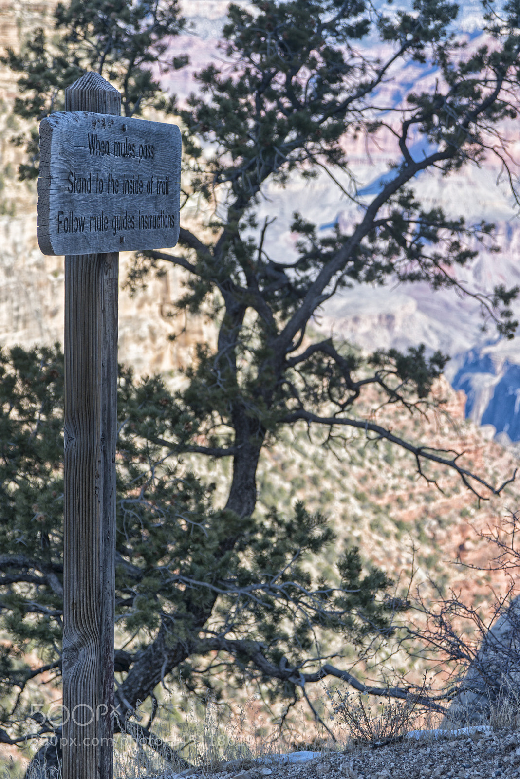 Nikon D800 sample photo. When mules pass photography