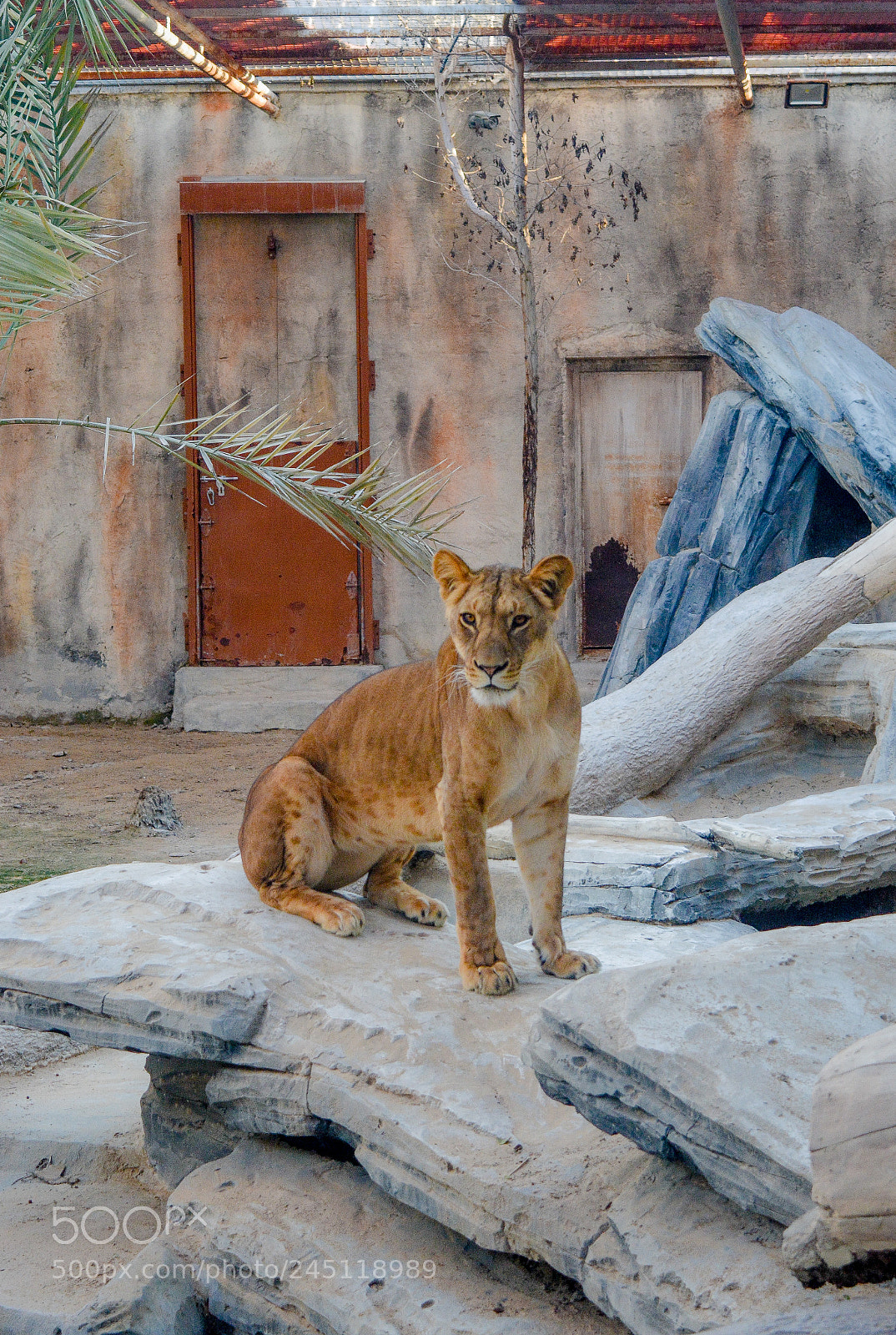 Nikon D5200 sample photo. Abu-dhabi lion photography