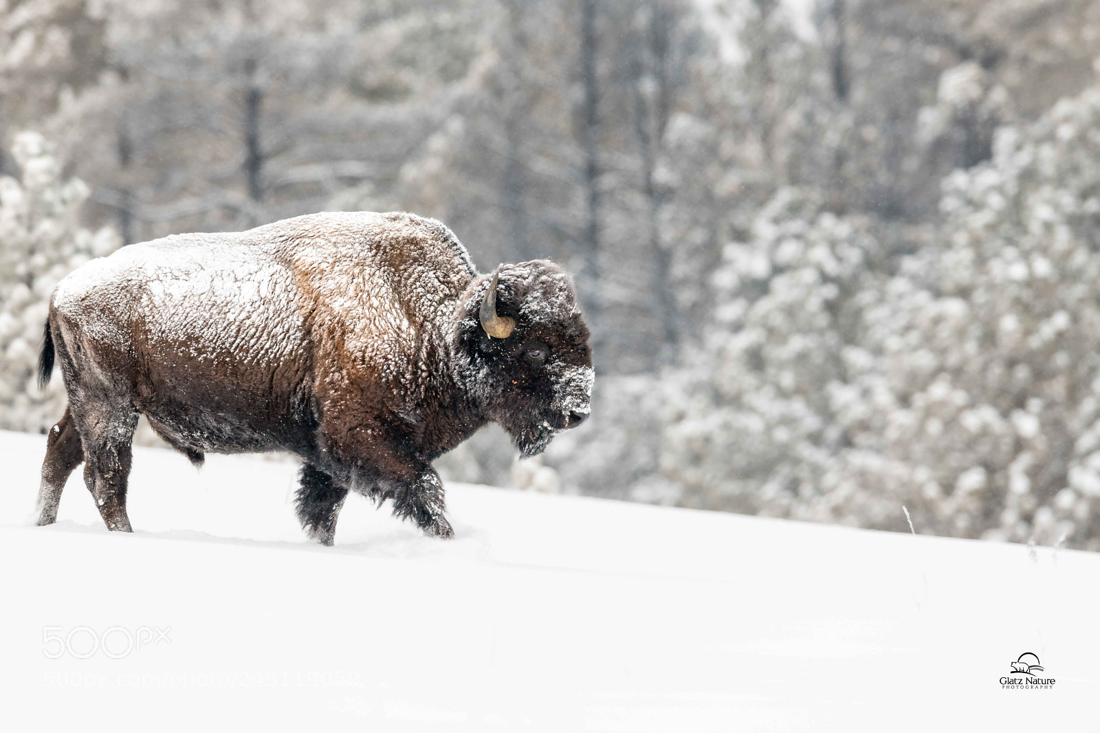Nikon D850 sample photo. Downhill bison photography