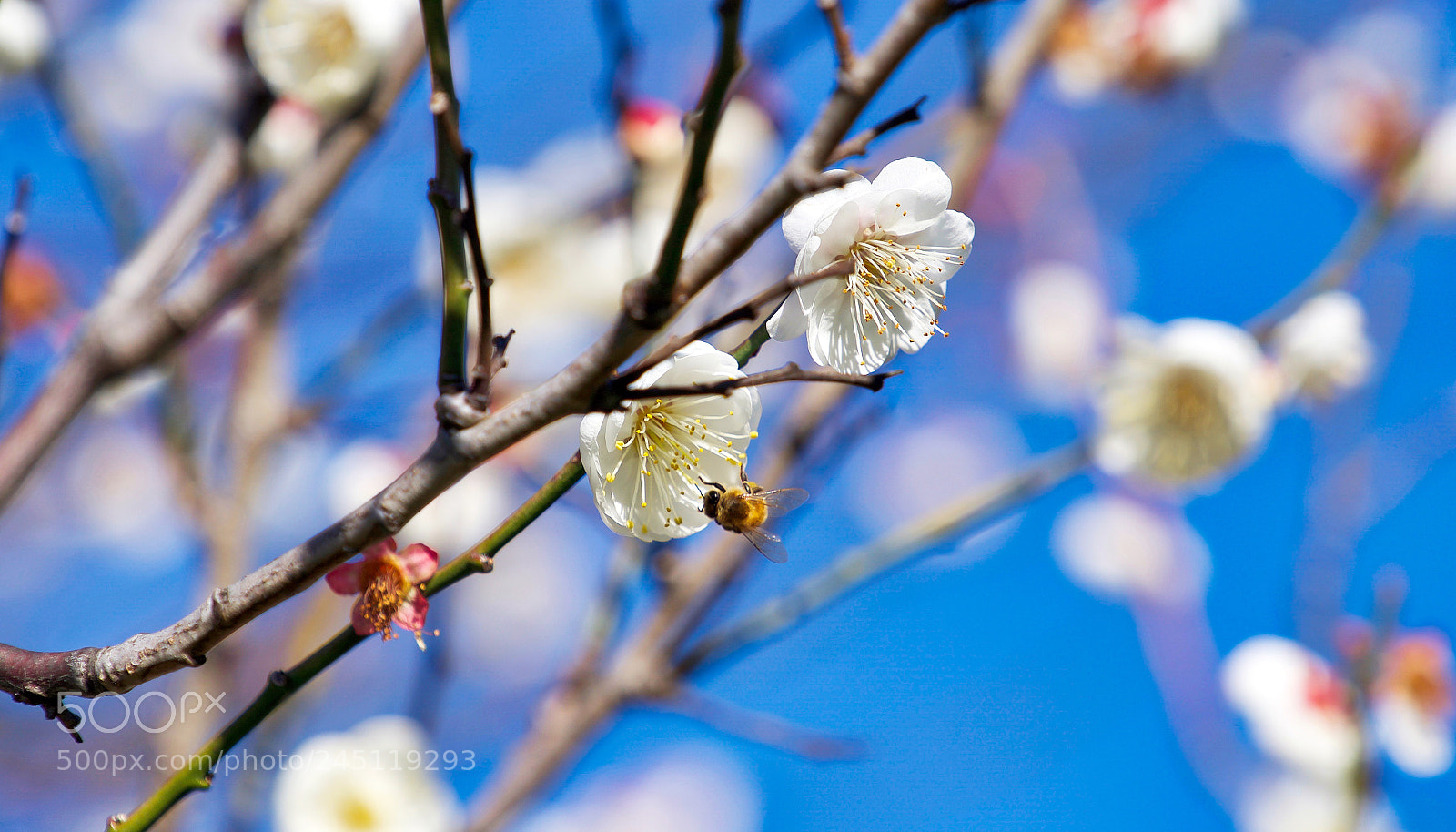 Sony a9 sample photo. Breath of life photography