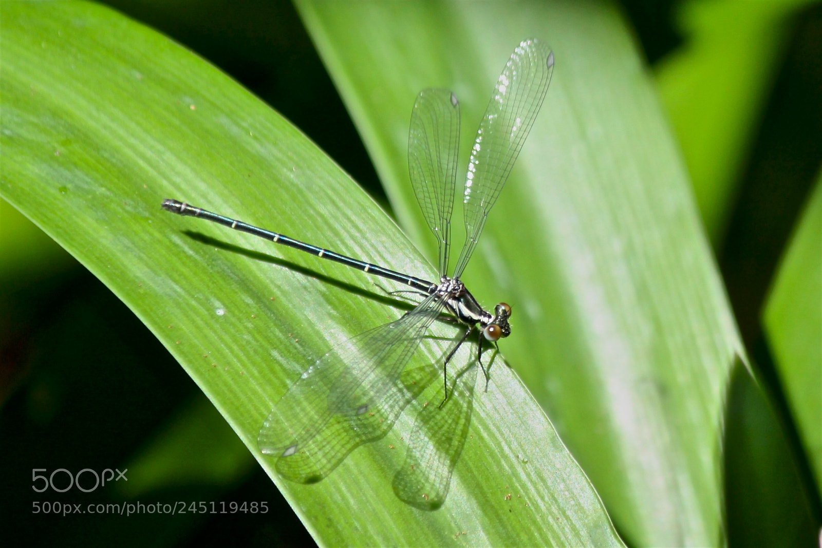 Canon EOS 50D sample photo. Dragonfly at rest photography