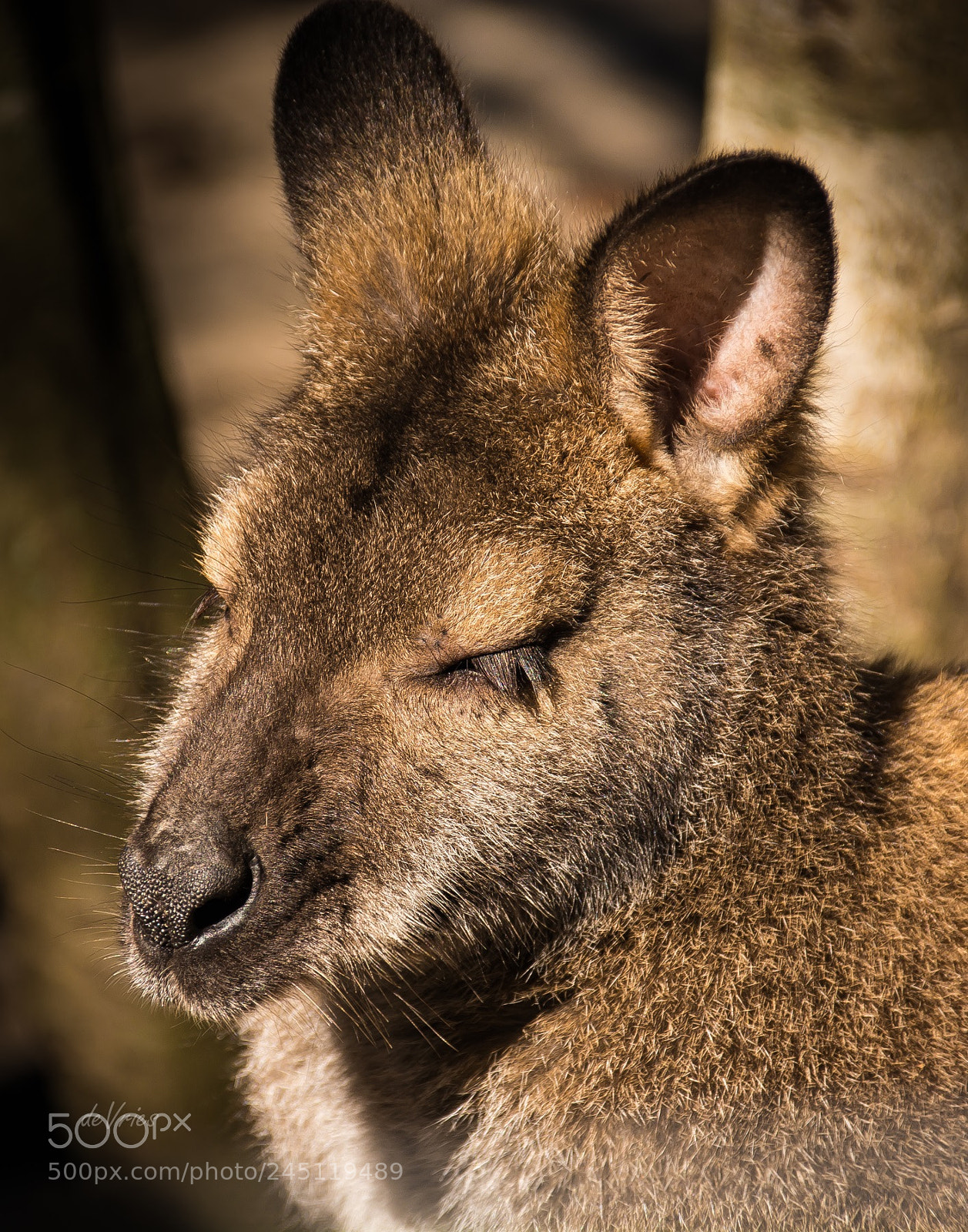Nikon D7100 sample photo. Sleepy wallabee . . . photography