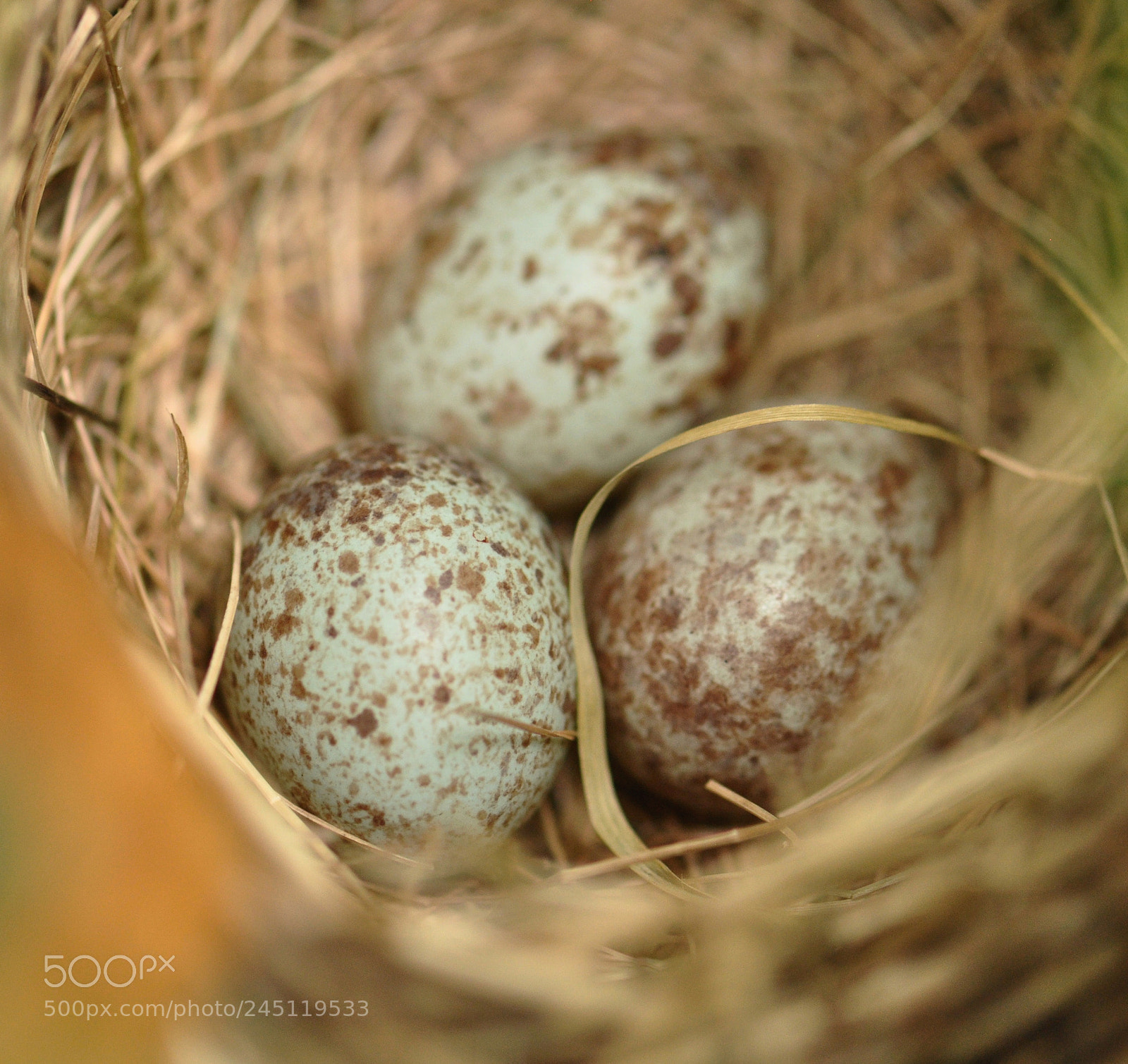 Nikon D90 sample photo. Sparrow eggs 2 photography