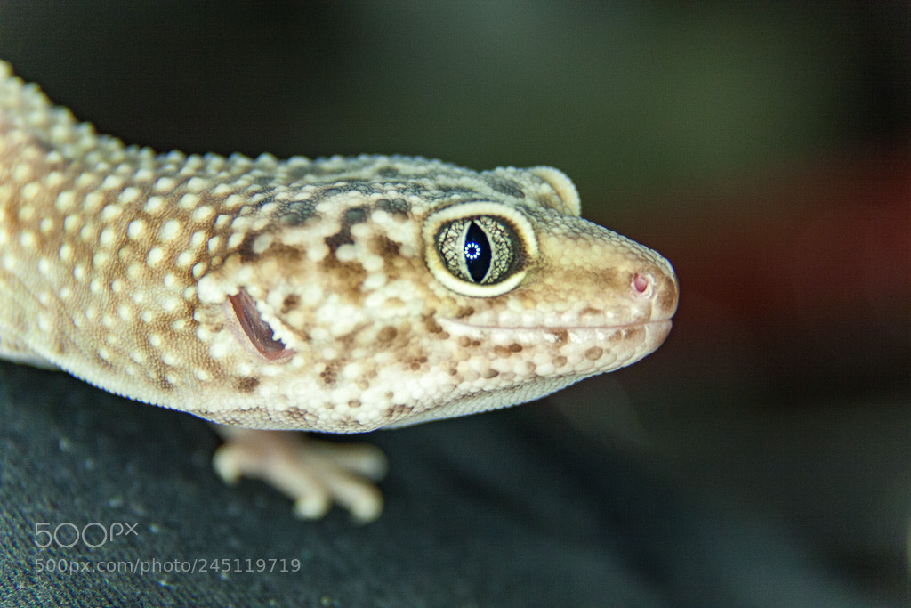 Canon EOS 50D sample photo. Thor photography
