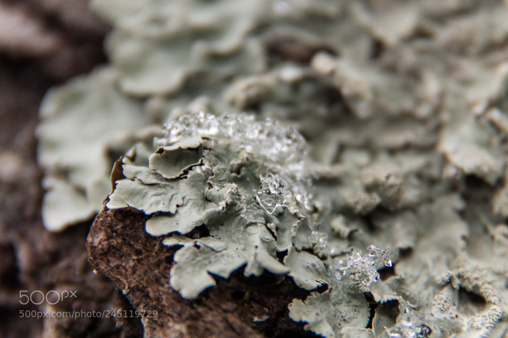 Canon EOS 50D sample photo. Untitled photography