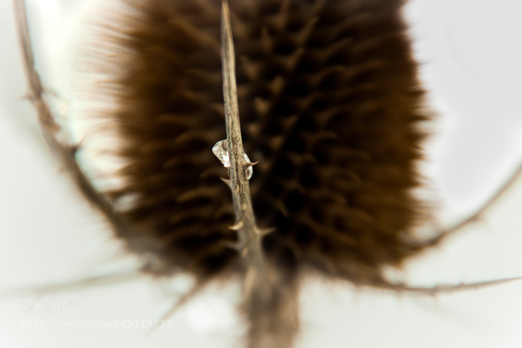 Canon EOS 50D sample photo. Untitled photography
