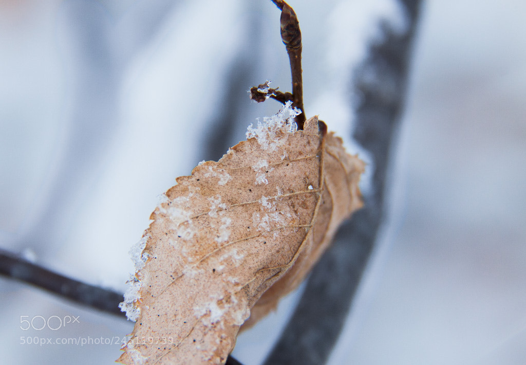 Canon EOS 50D sample photo. Untitled photography