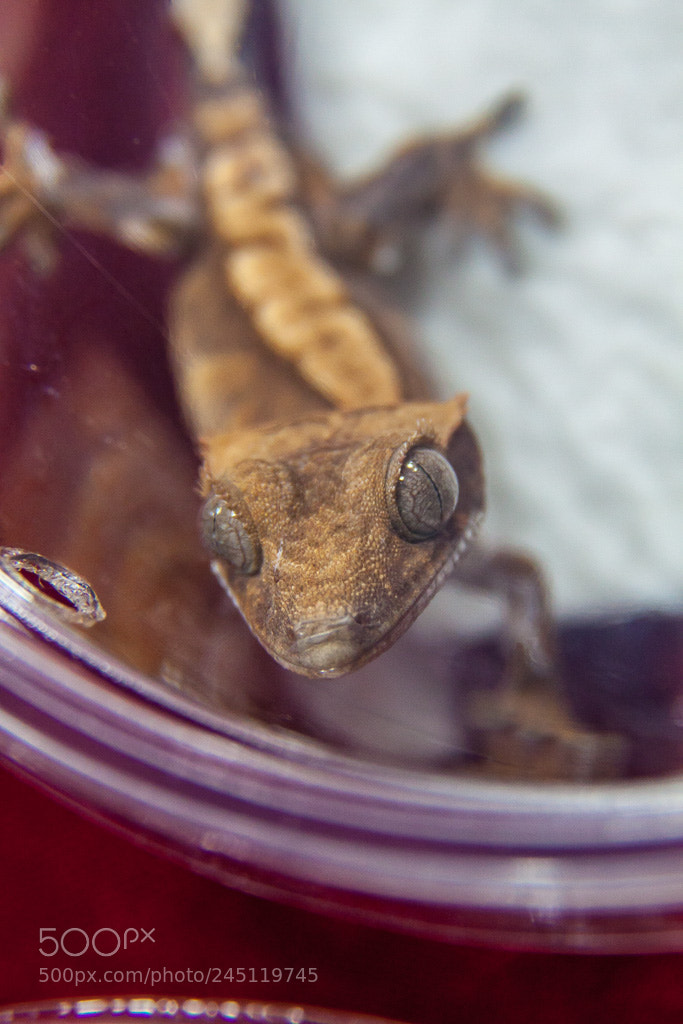 Canon EOS 50D sample photo. Crested gecko photography