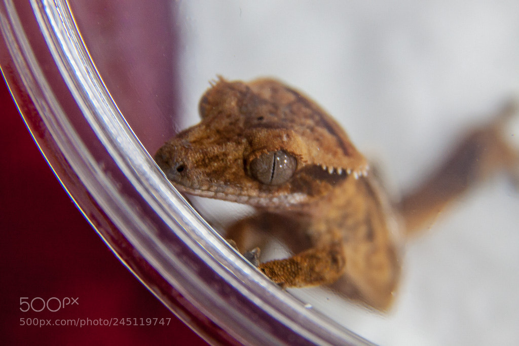 Canon EOS 50D sample photo. Crested gecko photography