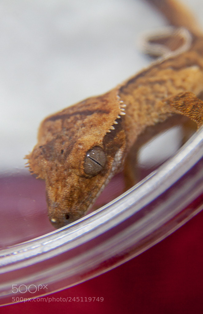 Canon EOS 50D sample photo. Crested gecko photography