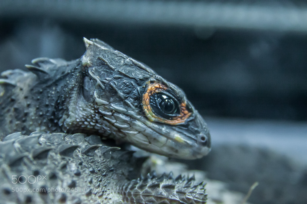Canon EOS 50D sample photo. Red eyed crocodile skink photography