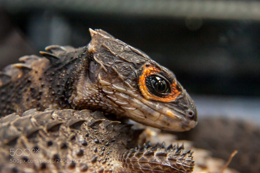 Canon EOS 50D sample photo. Red eyed crocodile skink photography