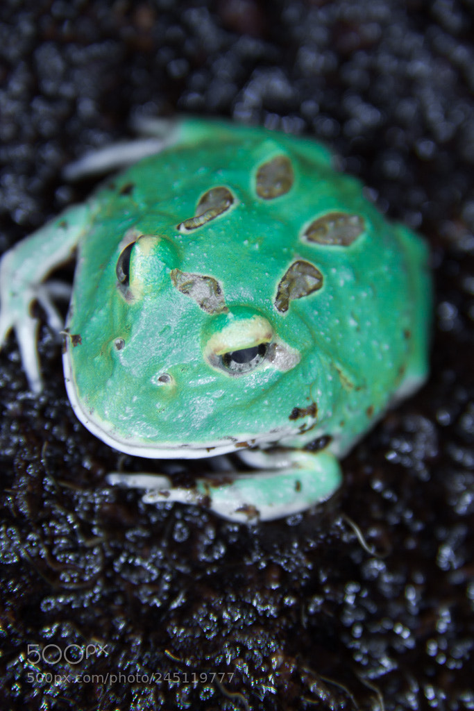 Canon EOS 50D sample photo. Pac man frog photography