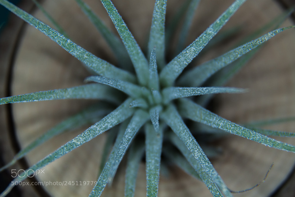 Canon EOS 50D sample photo. Untitled photography