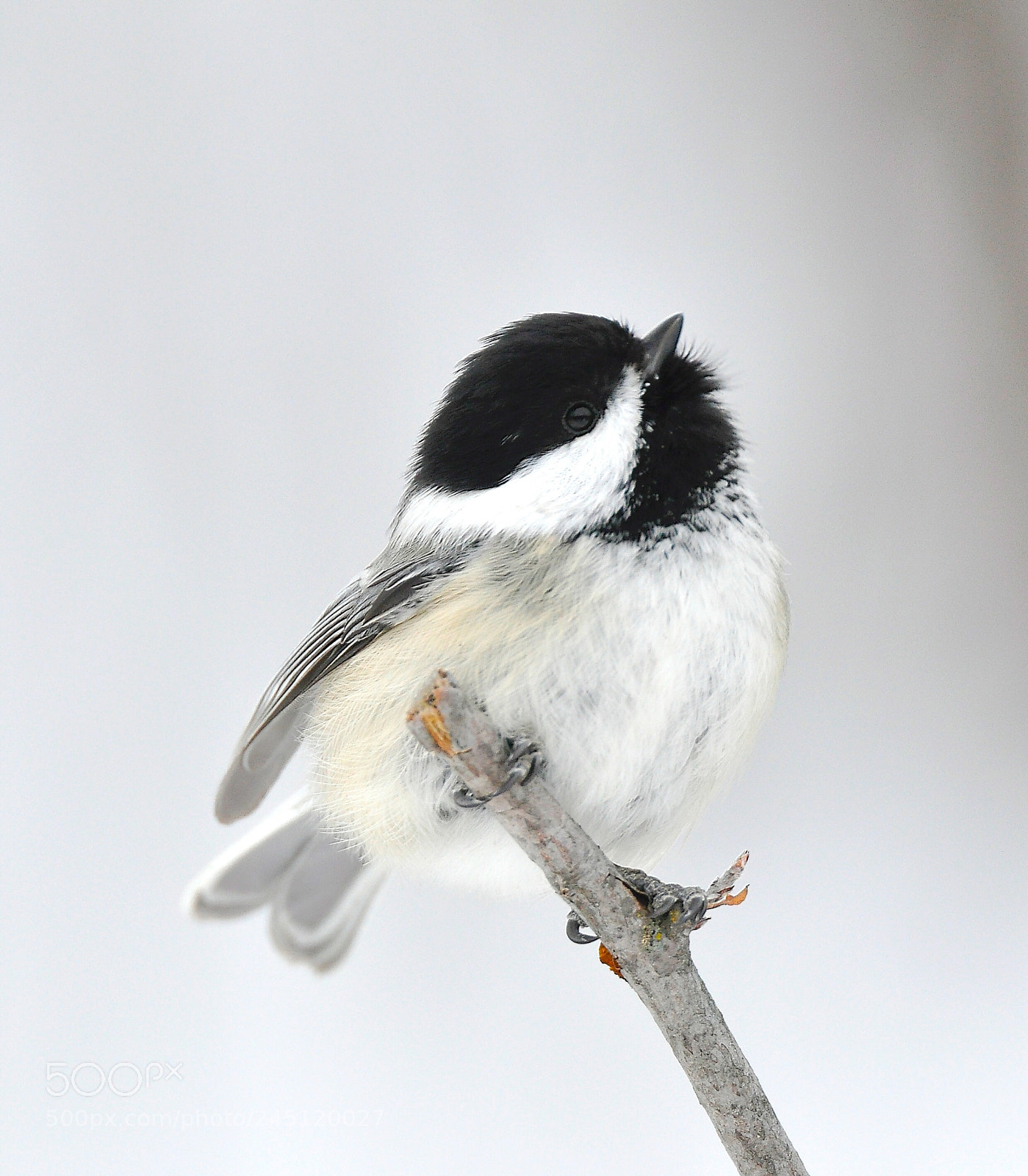 Nikon D90 sample photo. Chickadee photography
