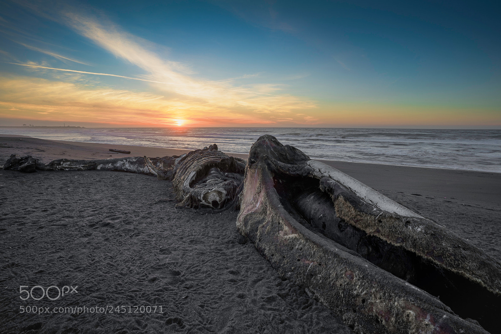 Sony a7R II sample photo. A beached gray whale photography