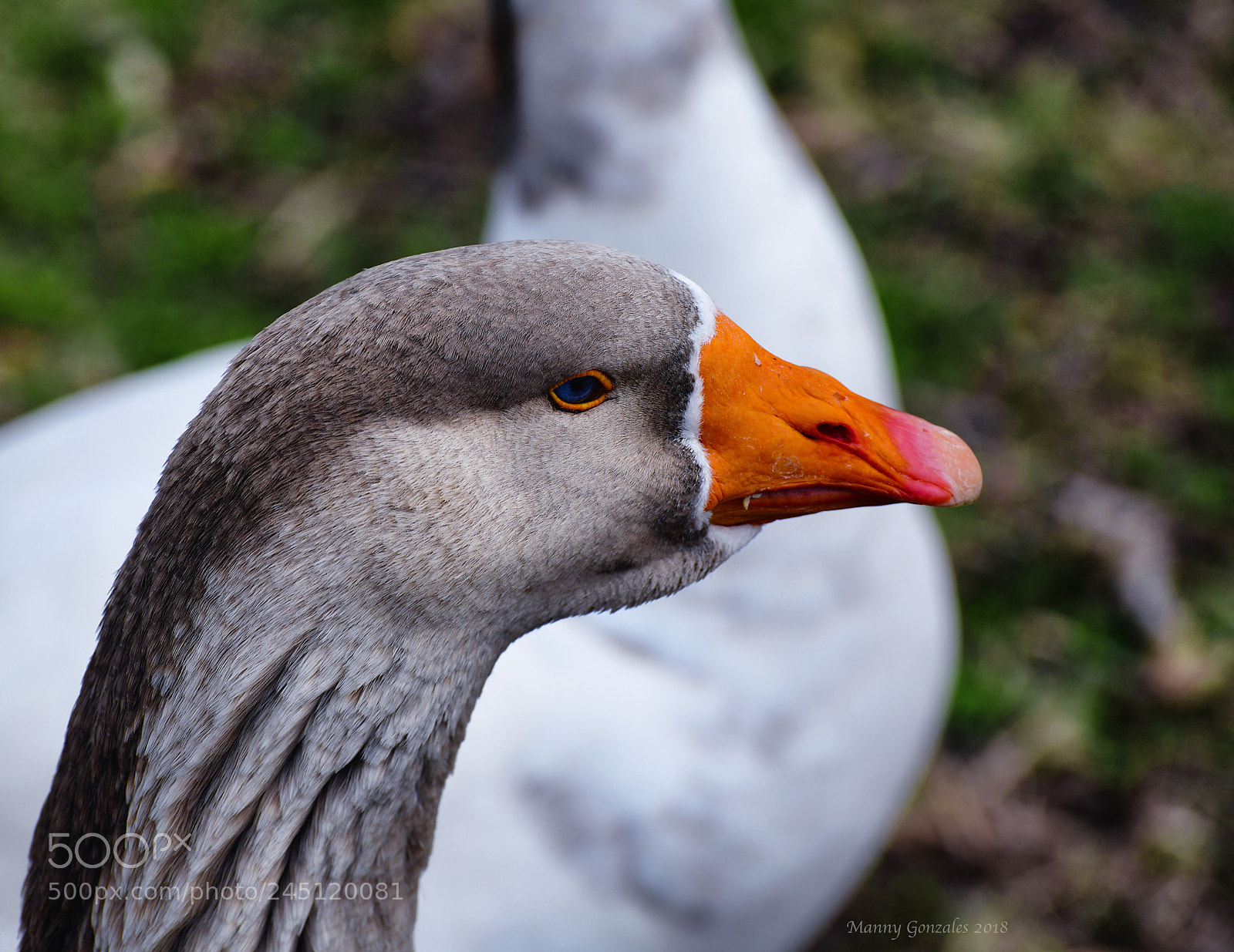 Nikon D850 sample photo. The gander photography