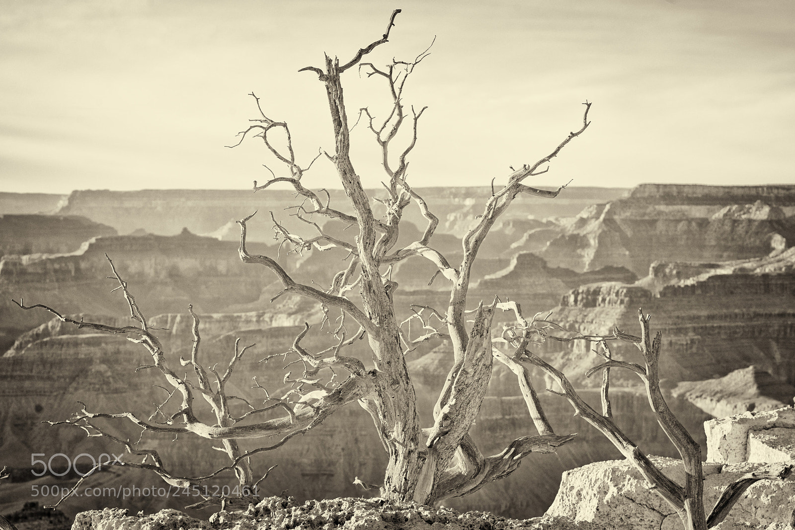 Nikon D800 sample photo. Ancient sentinel photography