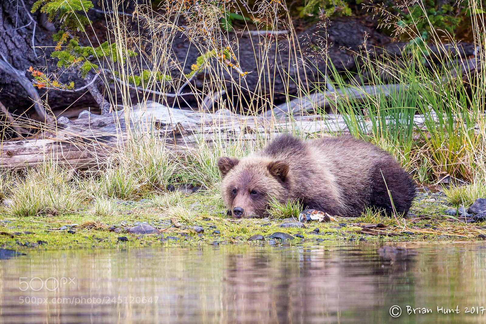 Canon EOS-1D X sample photo. Tired cub photography