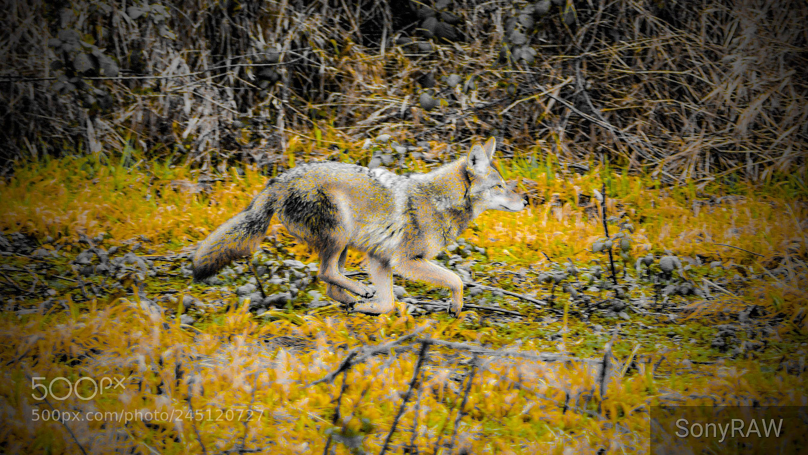 Sony a6500 sample photo. Wild coyote photography