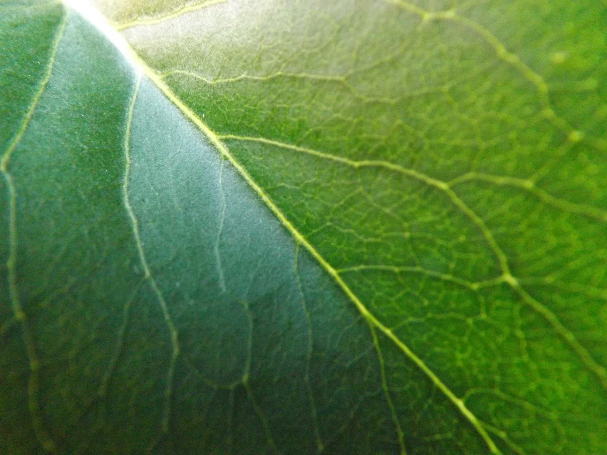 Fujifilm FinePix S4530 sample photo. Leaf's closeup photography