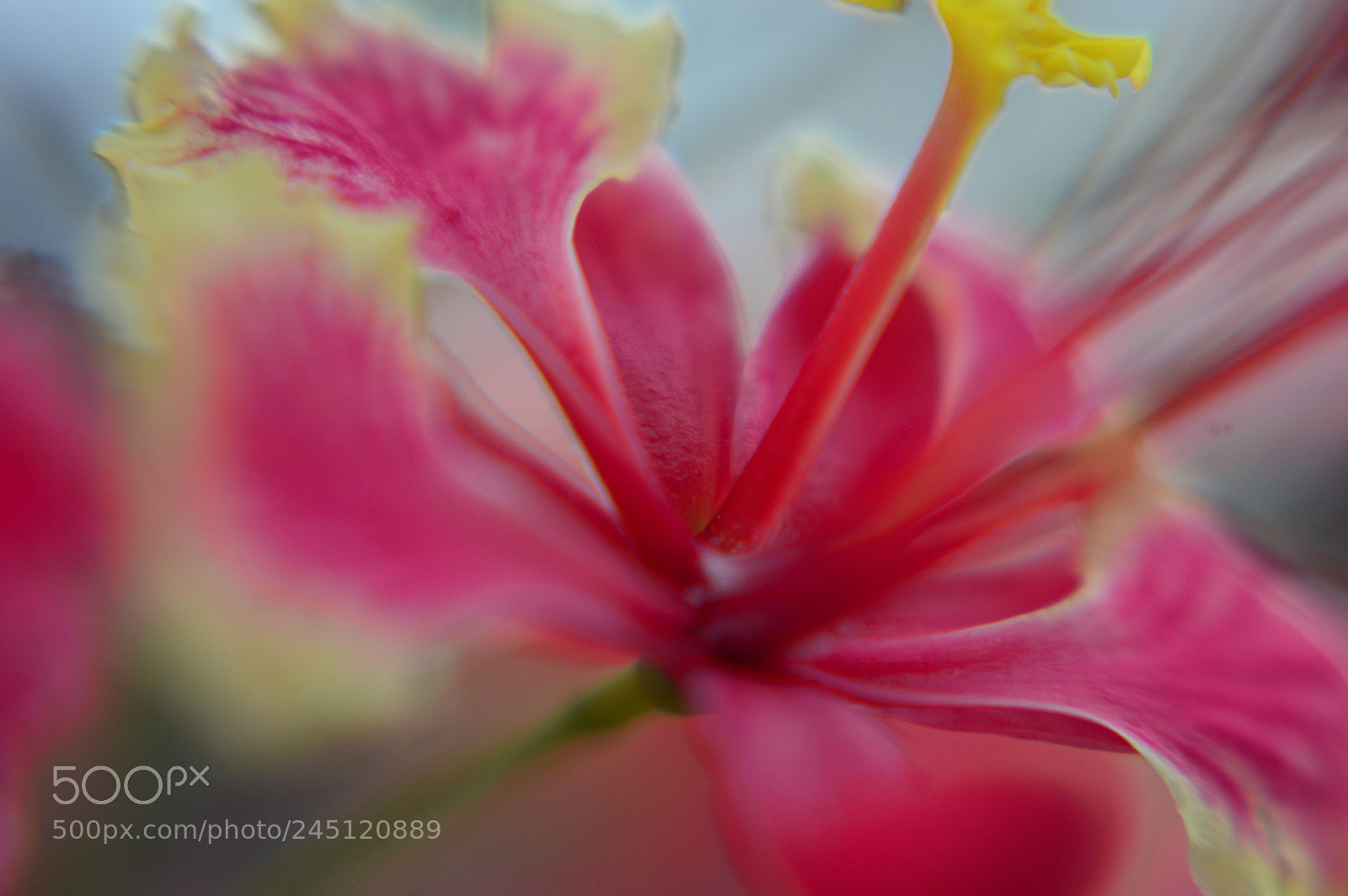 Nikon D3200 sample photo. "fragility" photography