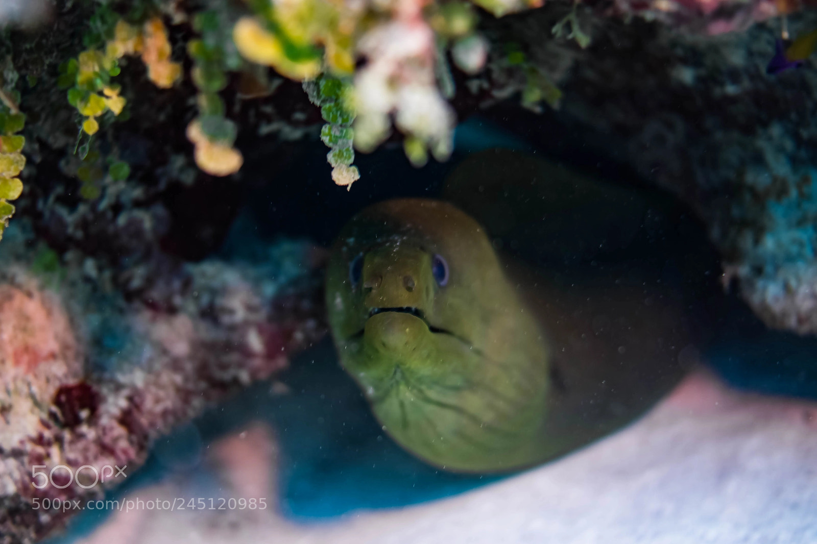Sony SLT-A65 (SLT-A65V) sample photo. Green moray, little cayman photography