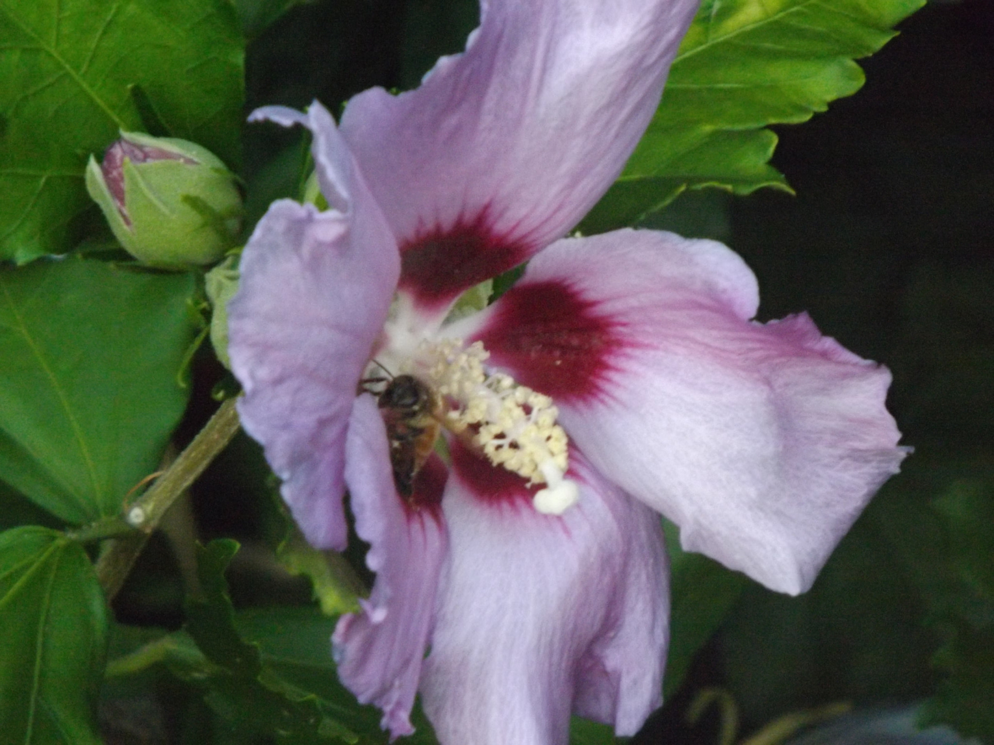 Fujifilm FinePix S4530 sample photo. Bee chillin' on flower photography