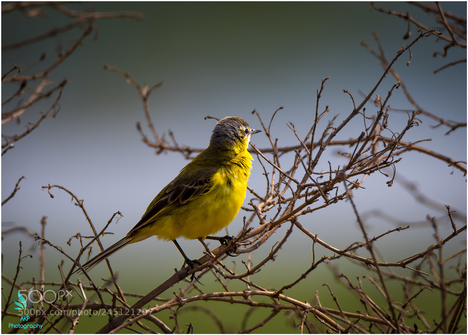 Nikon D500 sample photo. Yellow wagtail photography