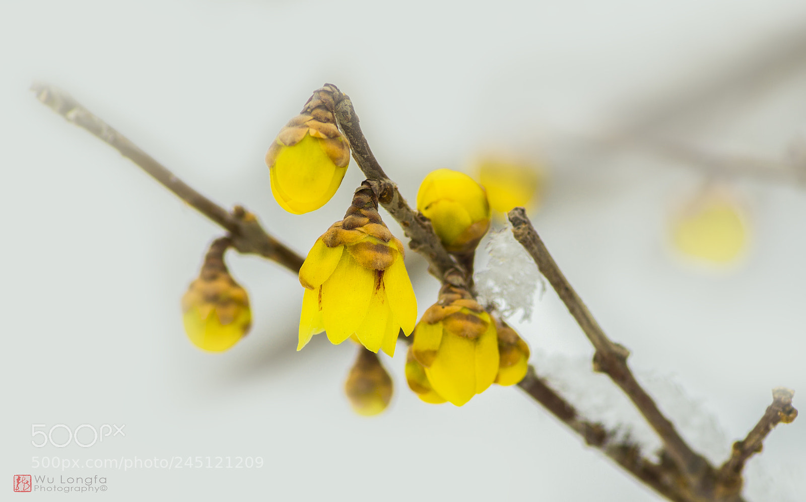 Sony a7 II sample photo. Wintersweet comes from bitter photography