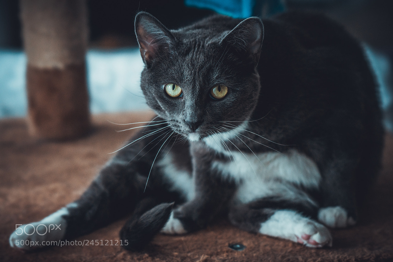 Sony a7R II sample photo. Cat photography