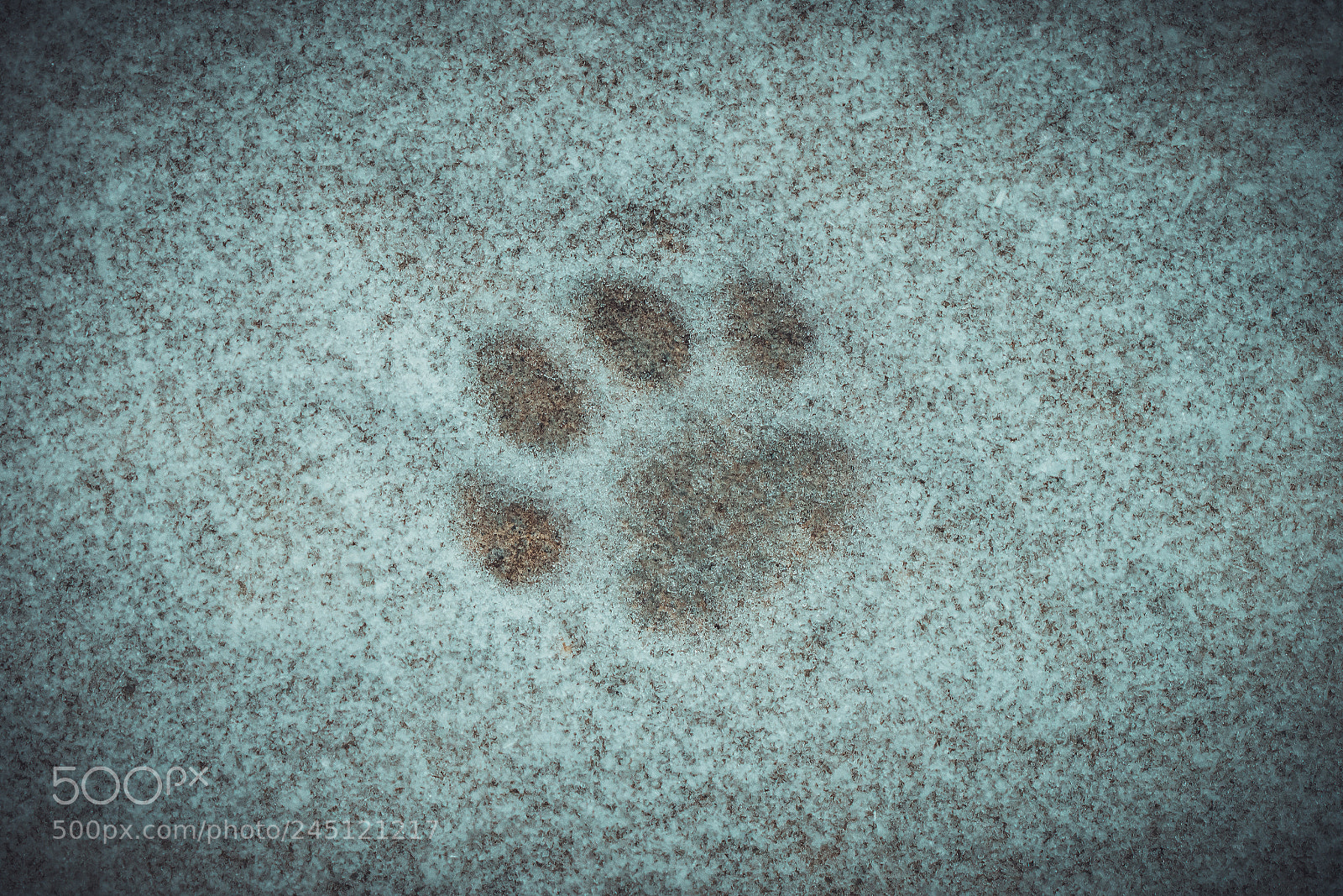 Sony a7R II sample photo. Cat paws photography