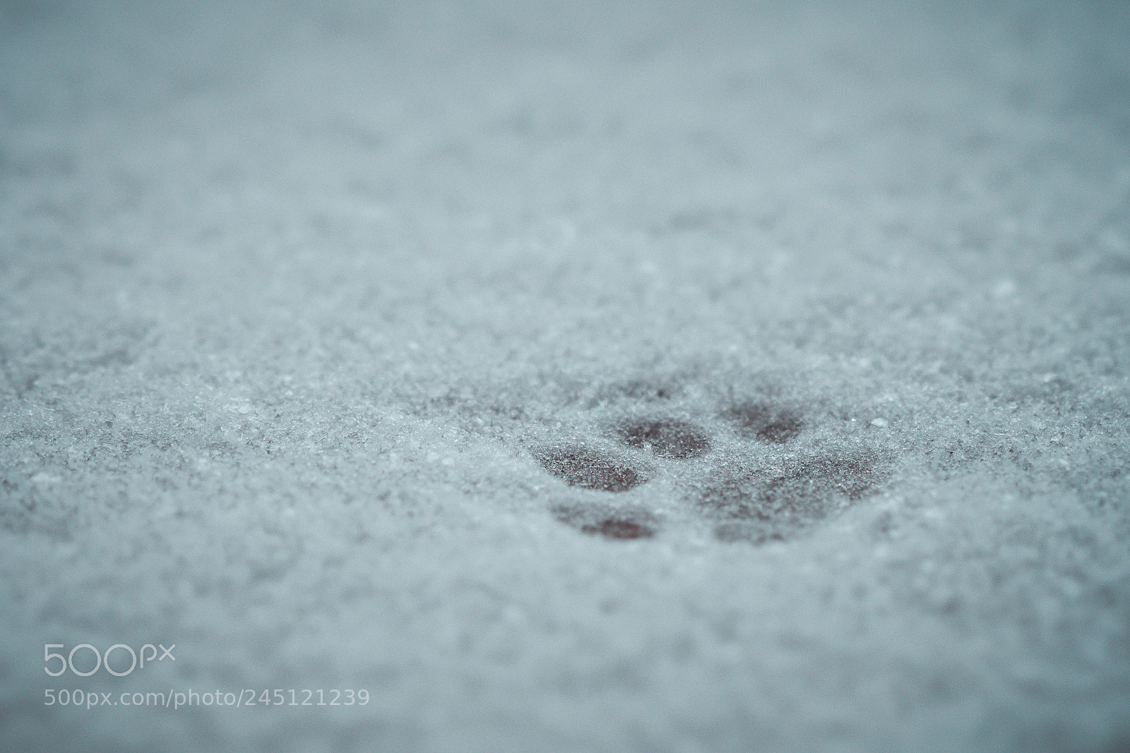 Sony a7R II sample photo. Cat paws photography