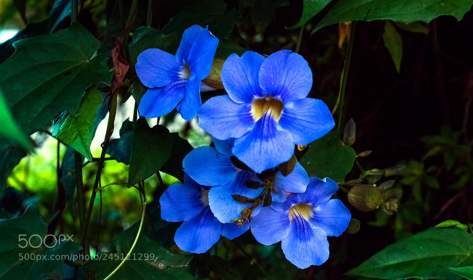 Nikon D810 sample photo. Rhythm & blues!! photography