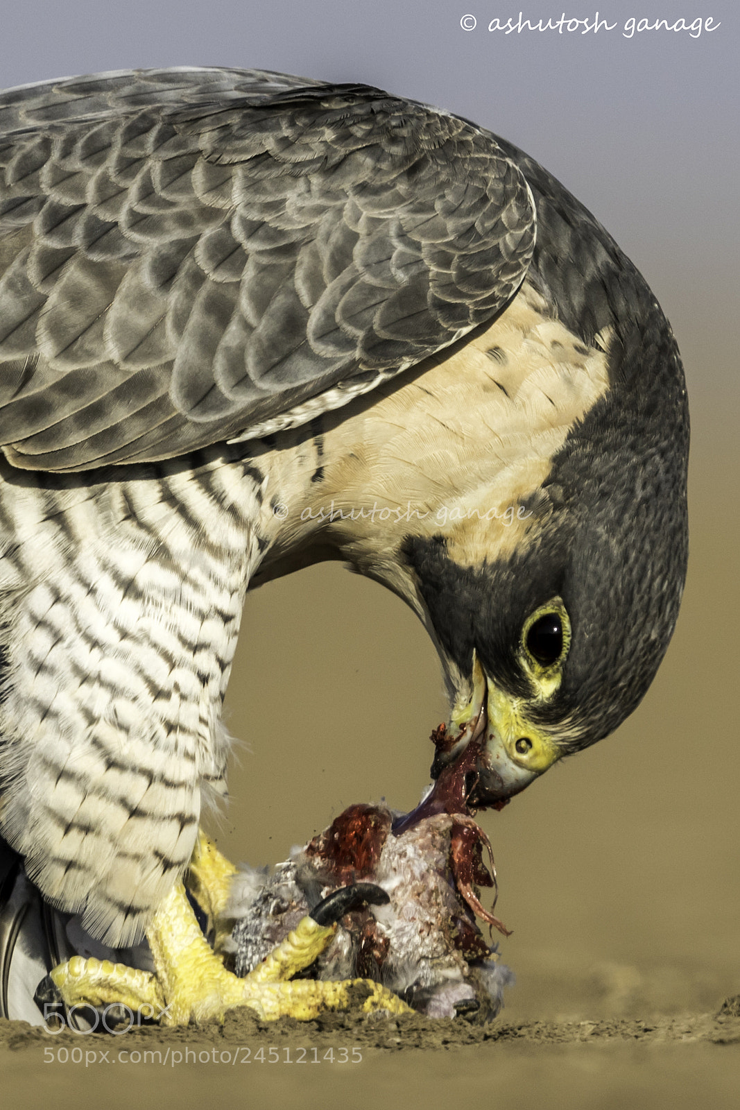 Canon EOS 7D Mark II sample photo. Peregrine falcon photography