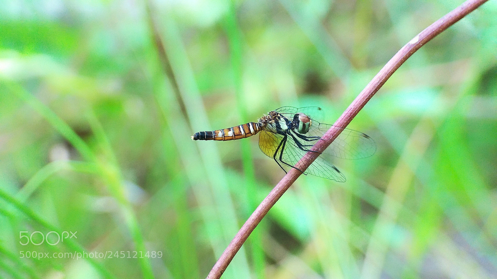 Xiaomi Redmi Note 4 sample photo. Untitled photography