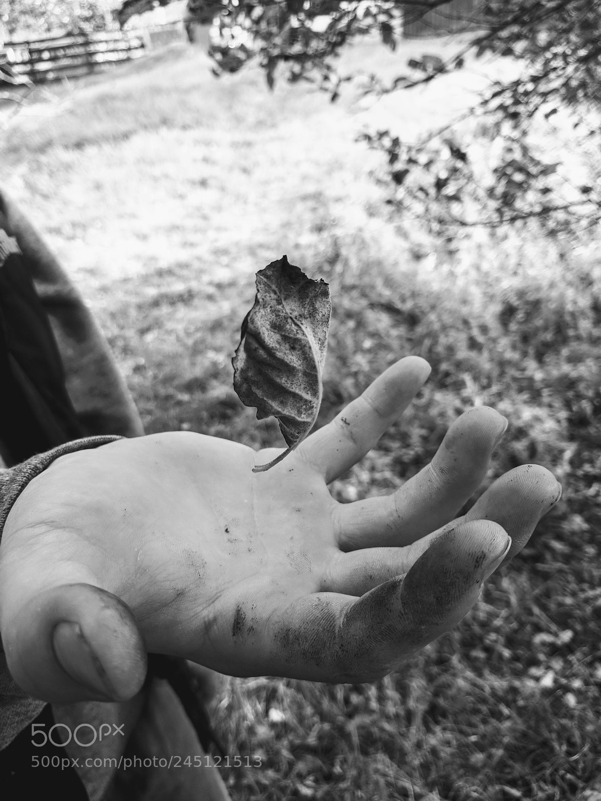 Google Pixel sample photo. Untitled photography