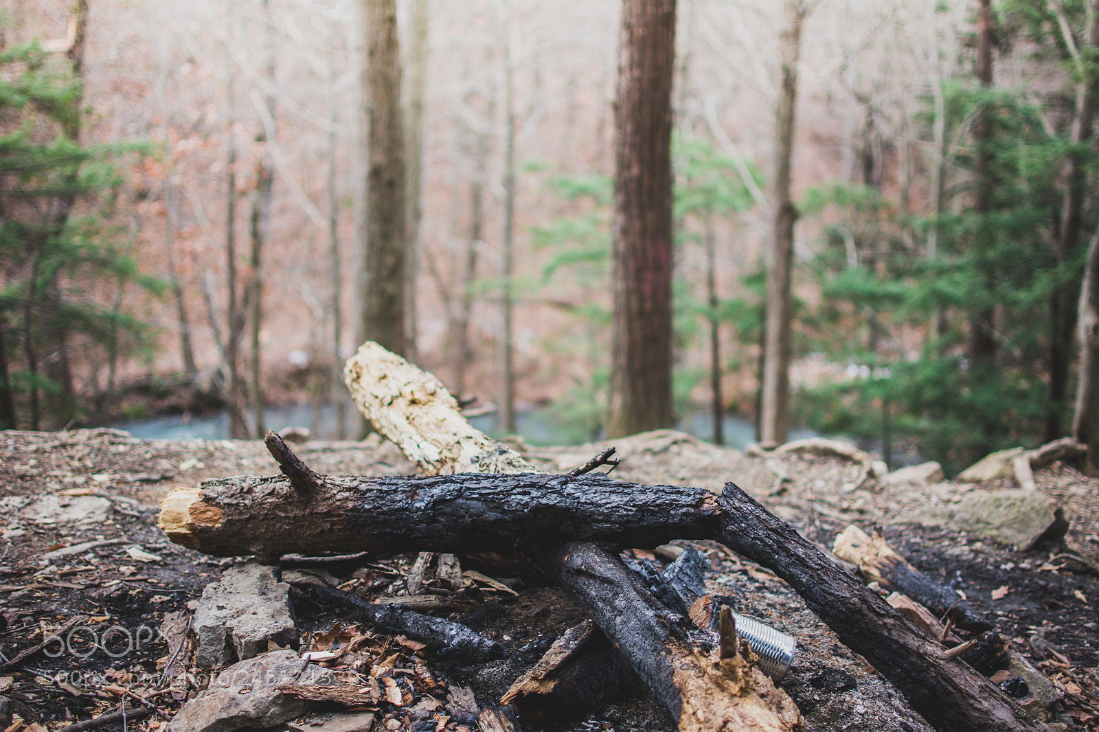 Nikon D7100 sample photo. Woodland realm photography