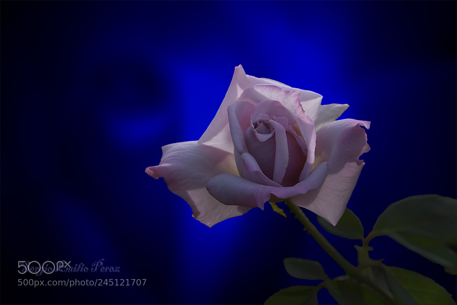 Nikon D5200 sample photo. The darkest shadow... photography