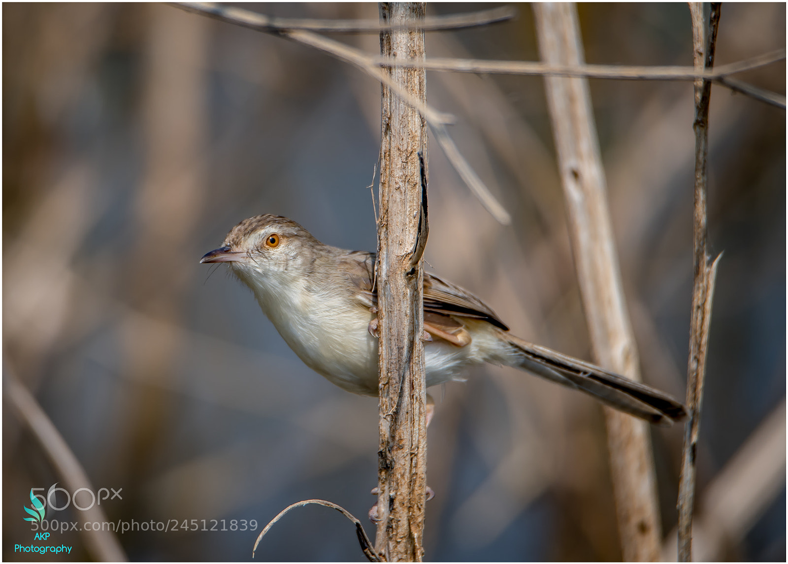 Nikon D500 sample photo. Warbler photography