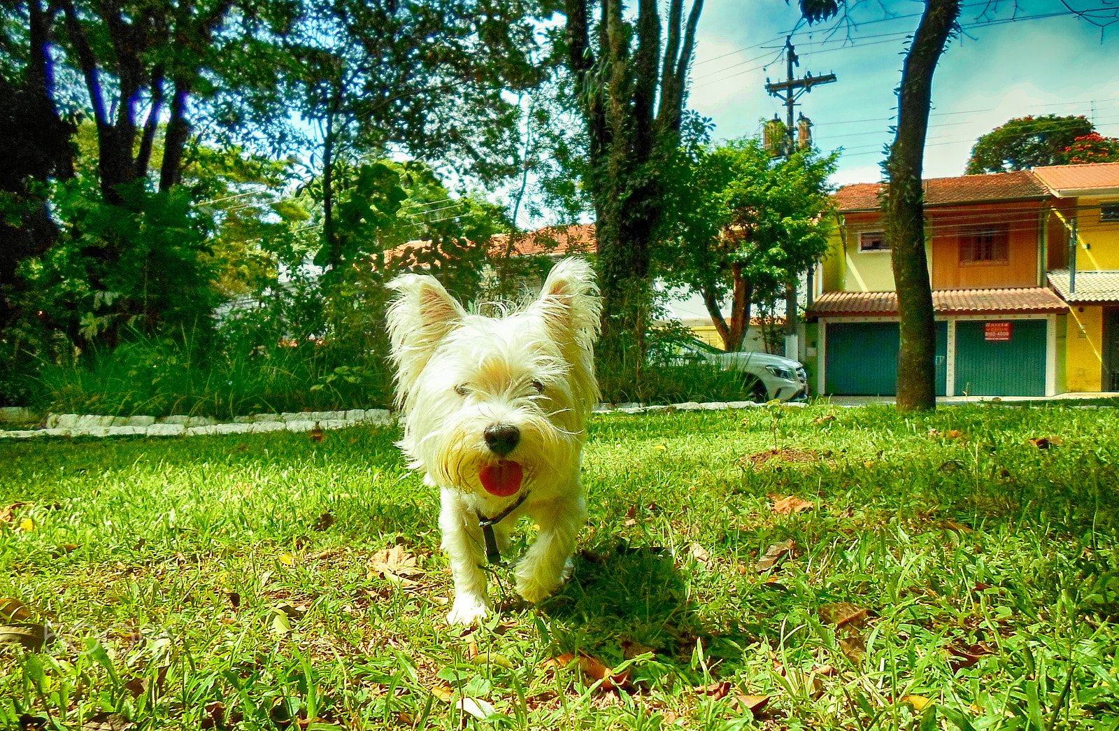 Samsung ST64 sample photo. Nina park photography